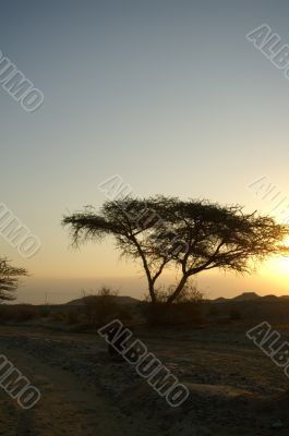 Desert landscape