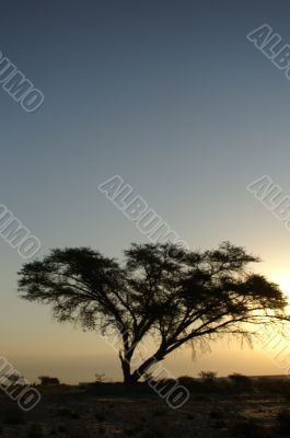 Desert landscape with a tree