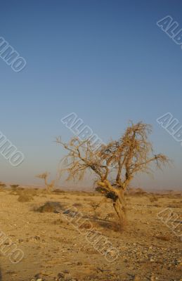 Desert landscape