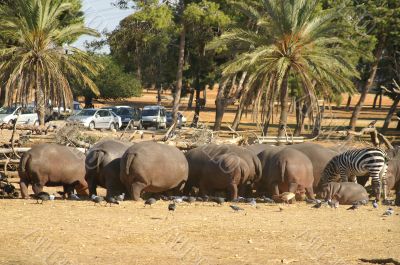 Hippopotamus, zabras in safari