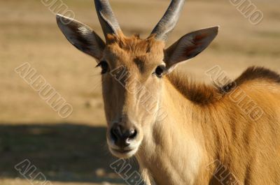 antelope in ramat gan safari