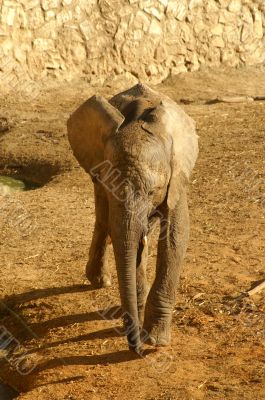 Elephant baby