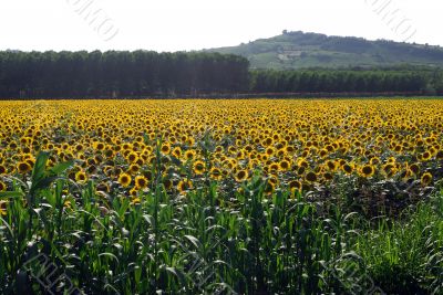 Sunflowers in Piedmont (Italy)