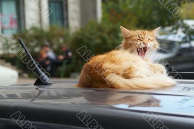 Yawning cat