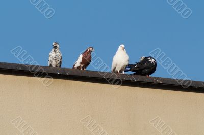 pigeons