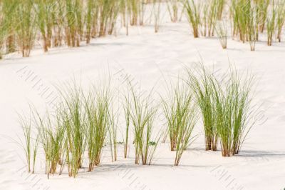 Ammophila arenaria grass on a dune