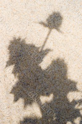 plant shadows on beach