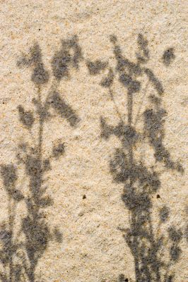 plant shadows on sand