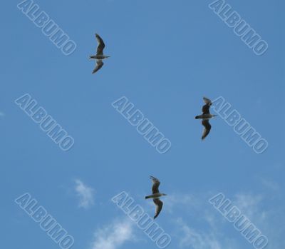 the element of air - bird freedom