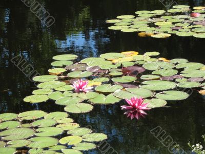 a few charming waterlilies