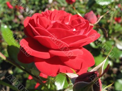 royalty beautiful red rose
