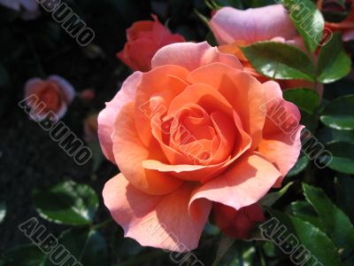 the innocent peach rose