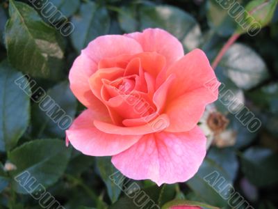 tender passion of summer - rose