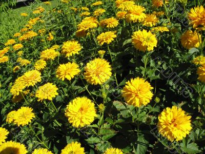 a rich field of sunshiny flowers