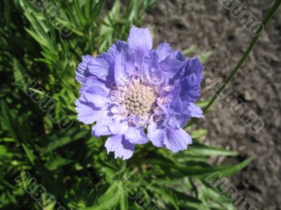 nice light blue flower