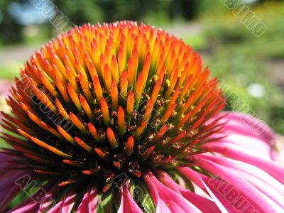 colorful needles of flower