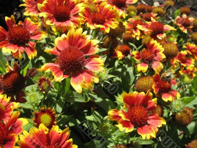 nice flamy family of flamy flowers