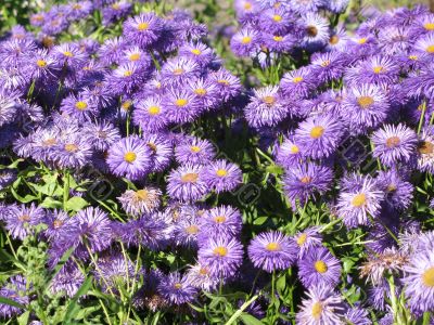 wonderful lilac flowerbed