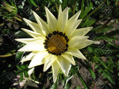 pointed flower with light pentals