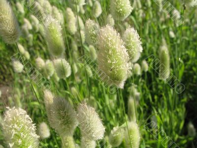 view of nectareous native grass