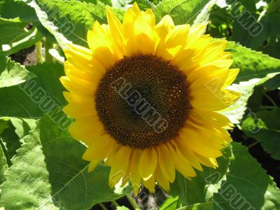 joyful bright sunflower