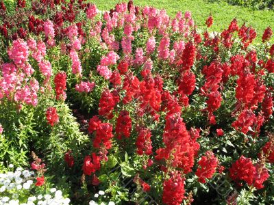 wonderful field of the fowering plants