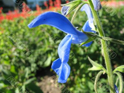 lonely blue flower in the flowering field