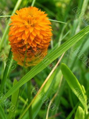 Orange Milkwort