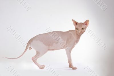 bald-headed cat