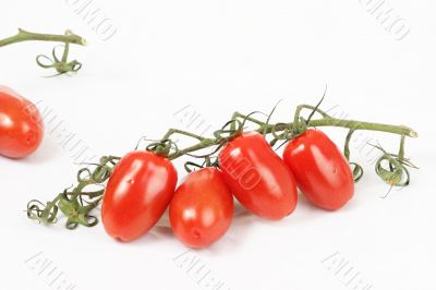 tomato CONTEST tomato CONTEST