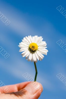 camomile, ox-eye daisy