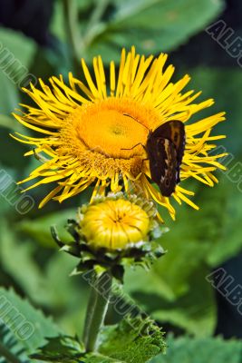 Butterfly on the Sunflower