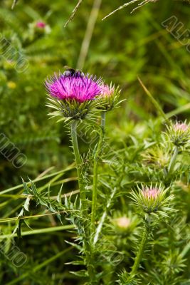 Thistle and the Bee