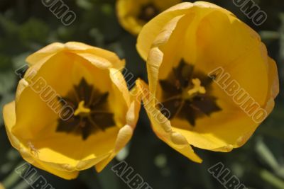 Yellow Tulips Yellow Tulips