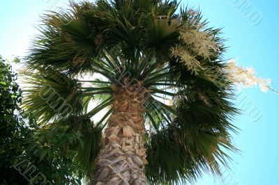 Palm