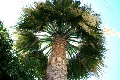 Palm