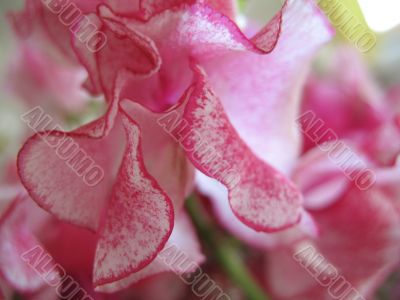 charming pink pea-flower