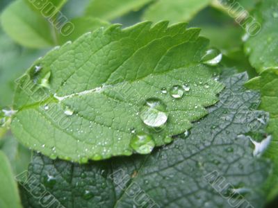 tears of the sun on the leaf