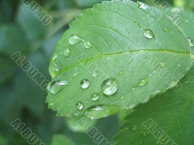 tears of the sun on the leaf