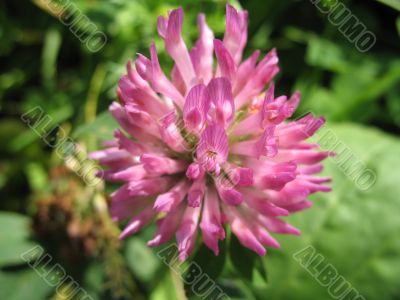 lovely flower of hop-clover