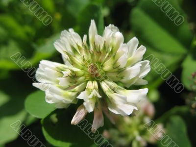pure white flower of hop-clover
