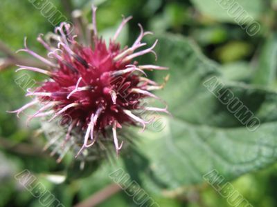close view of the flower of agrimony