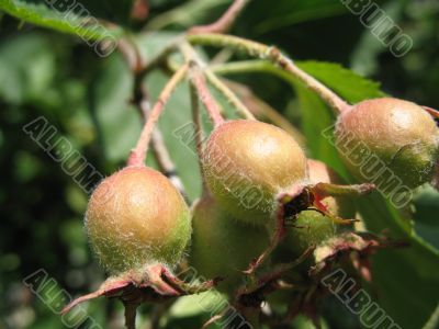 fruit of the hawthorn