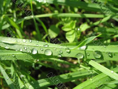 tears of dew on the grass