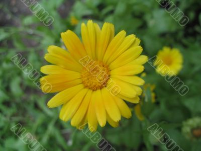 flower of yellow herb - calendula