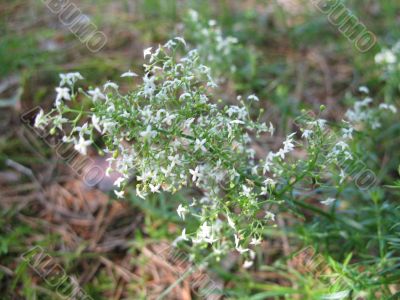 forest plant with small white flowers