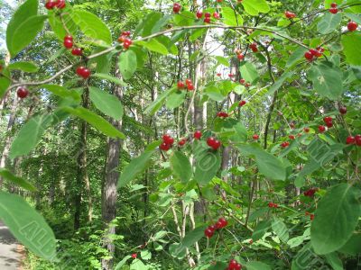 wild red berry bush in the forest