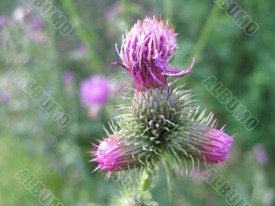 cute flowering agrimony