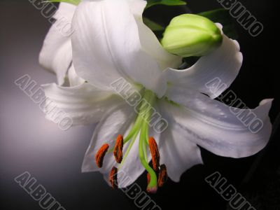 White Lily