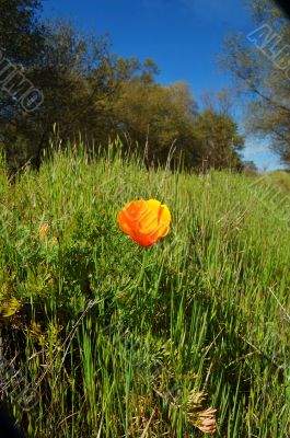 Orange Poppy Orange Poppy